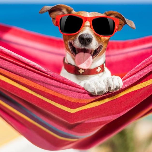 Cane felice con occhiali da sole rossi, rilassato su un'amaca colorata al mare.